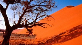 desert_arbre_careme2011